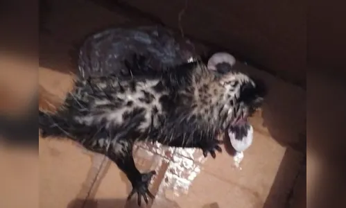 Gambá vivo é colocado em sacola de lixo; veja