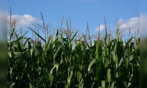 Homem é acusado de furto após fazer necessidades em milharal