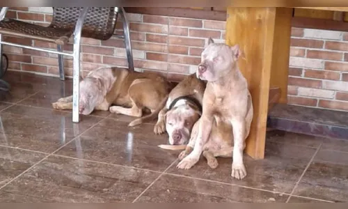 Homem morre ao ser atacado por sete pitbulls no Paraná