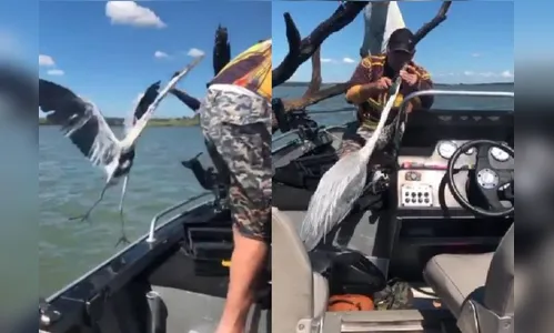 Homem salva garça pendurada em tronco pelo bico; veja