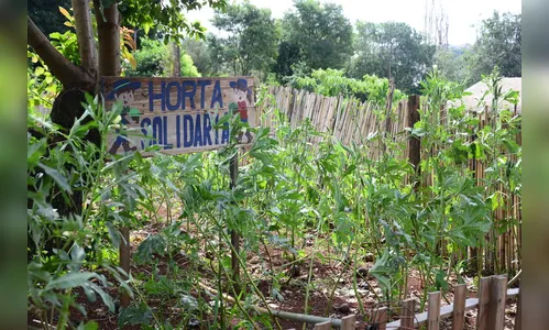 Horta solidária promove saúde e renda; assista