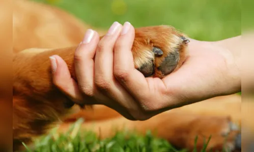 PM registra envenenamento de cães em Borrazópolis
