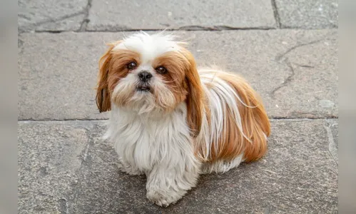 Homem é preso acusado de furtar cachorro da raça Shih-tzu