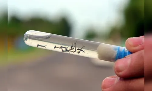 Informe da dengue aponta 1.407 novos casos no Paraná