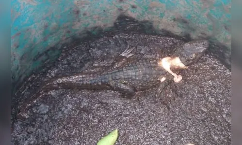 Jacaré que estava sendo criado em casa é resgatado