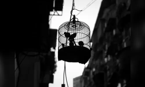 Ladrão furta 19 gaiolas com pássaros de espécies diversas