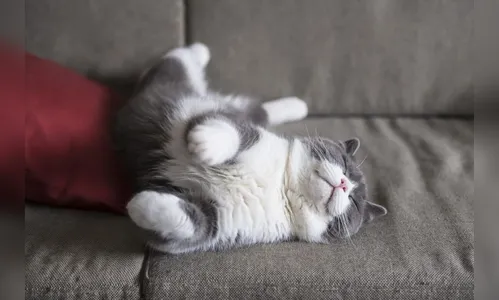 Morre gata doméstica diagnosticada com coronavírus