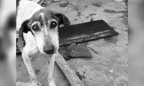 Mulher é presa por manter cachorros amarrados sem comida