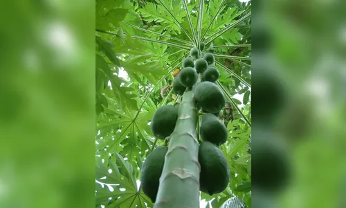 Mulher que cortava folhas de pé de mamão sofre queda