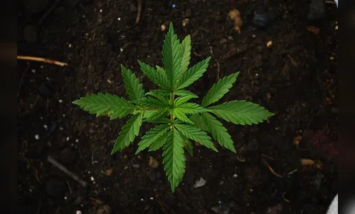 Nova York legaliza consumo recreativo de maconha