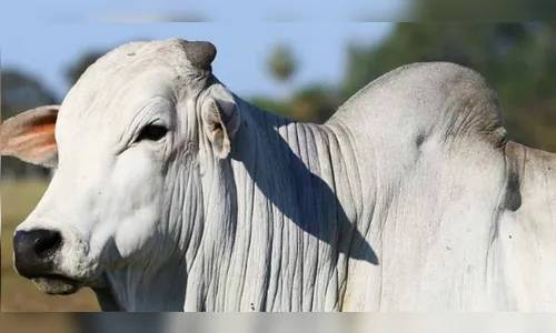 PM reconhece boi furtado e avisa o dono do animal