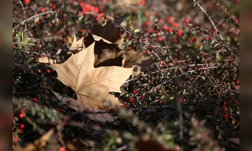 Paraná registra primeira temperatura negativa de 2021