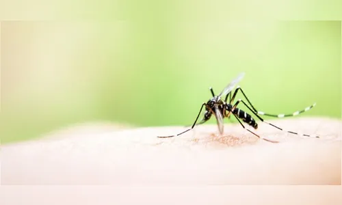 Paraná tem aumento de casos de Chikungunya