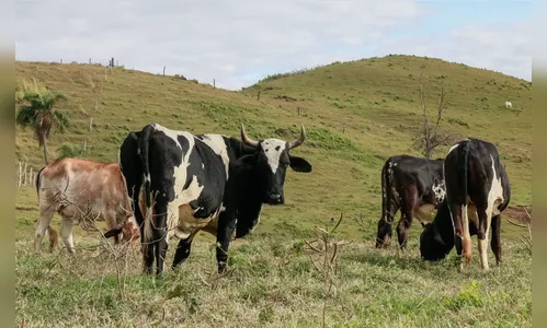 Pecuária leiteira terá maior incentivo governamental