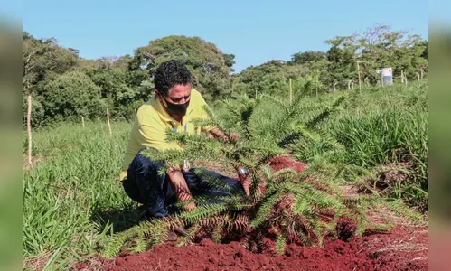 Plantio de mudas nativas integra área de mata do Parque da Raposa