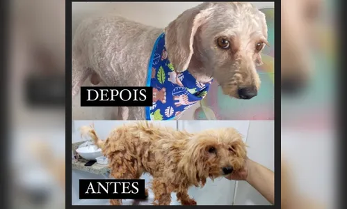 Prefeitura e ONG resgatam cão vítima de maus tratos