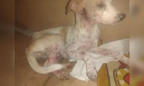 Presidente de ONG esclarece caso de maus-tratos de cachorros