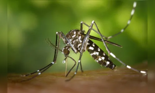 Saúde registra mais 5 mortes por dengue no Paraná