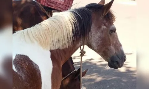 Vítima localiza cavalos furtados e ladrões fogem da PM