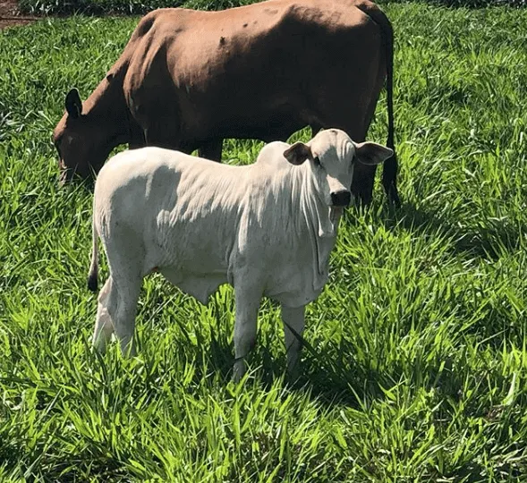 Adapar identifica foco de raiva em Marilândia do Sul