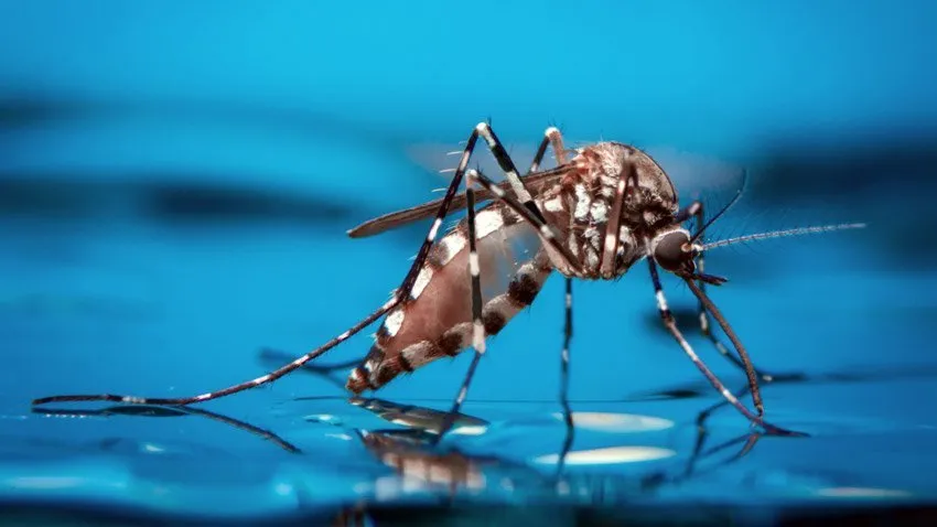 Aedes aegypti, mosquito transmissor da doença