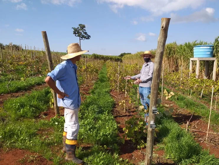 As consultorias são nas áreas de  fruticultura, olericultura e cafeicultura