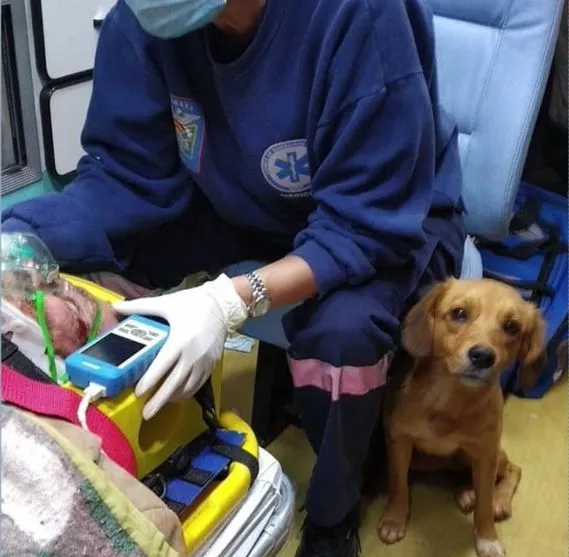 Cachorra entra em ambulância e aguarda tutor no hospital