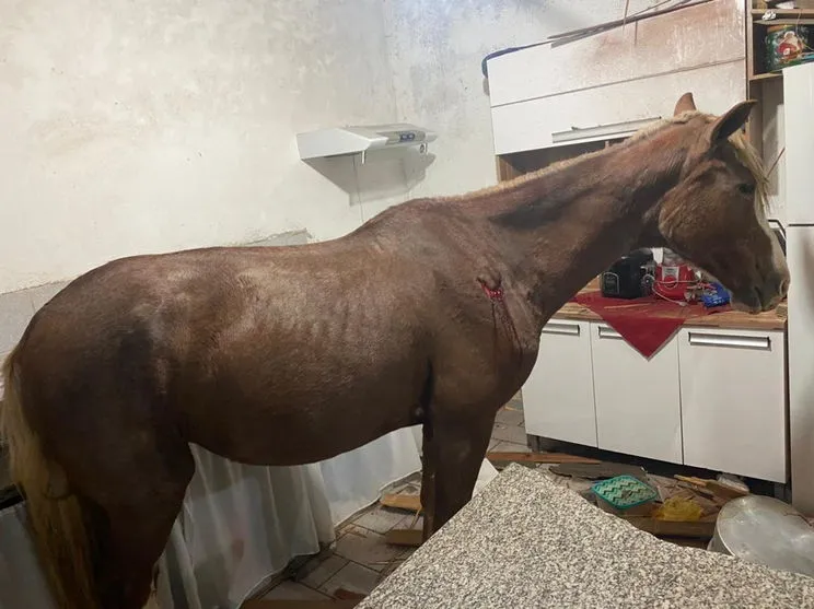 Cavalo cai de telhado e vai parar em cozinha de casa