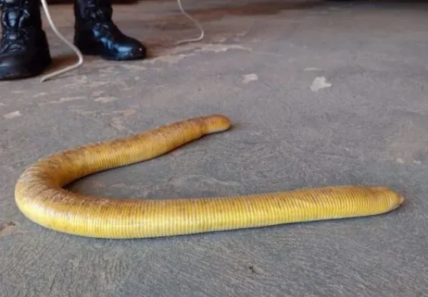 Cobra-cega de um metro é encontrada em residência
