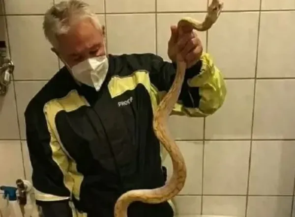 Cobra escondida em sanitário pica regiões íntimas de homem