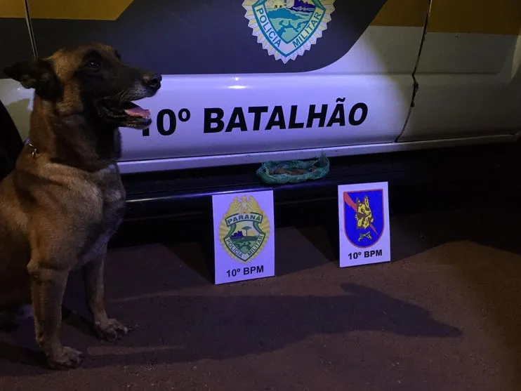 Com apoio de cão de faro, PM prende homem por tráfico