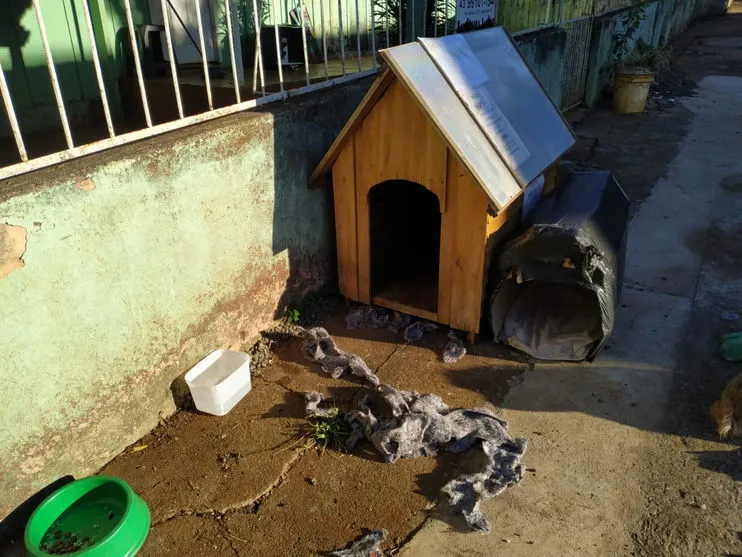 Com medo da Covid, criança foge e dorme em casa de cachorro