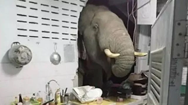 Elefante invade cozinha em busca de alimento; veja