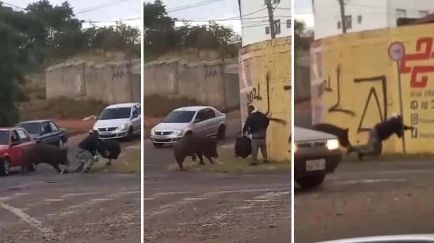 Entregador de app é atacado por porco durante trabalho; Veja