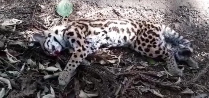 Filhote de Jaguatirica é encontrado morto no Pq da Raposa