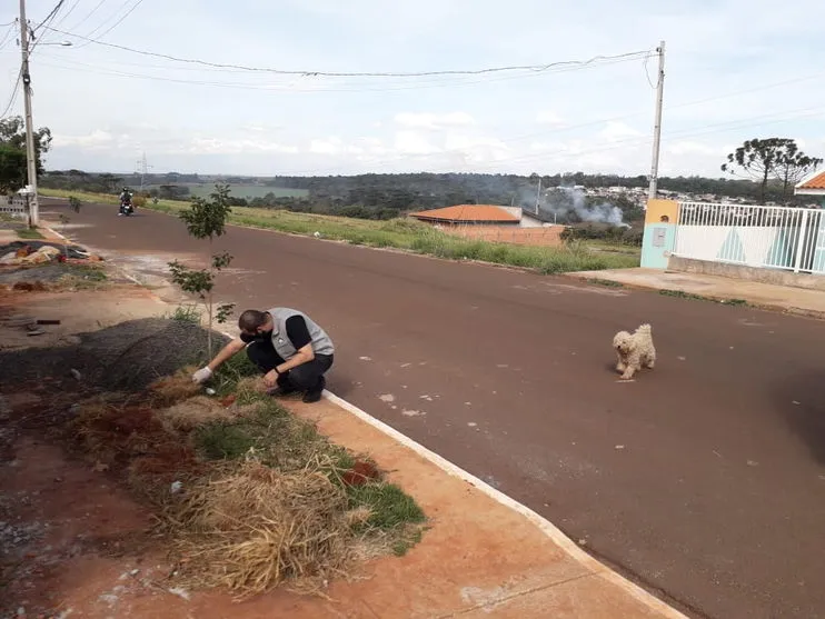 Grave: 4 cães são envenenados e morrem em Apucarana