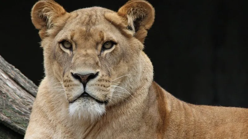 Leoa morre de Covid-19 após surto em zoológico na Índia