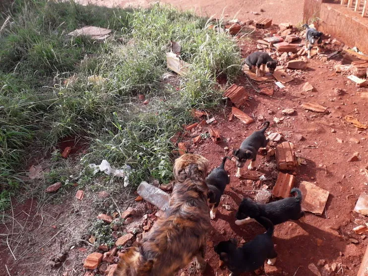 Moradores se mudam e abandonam 8 cachorros em Apucarana