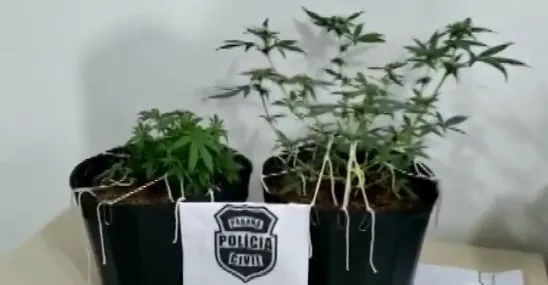 PC prende estudante que cultivava maconha em estufa