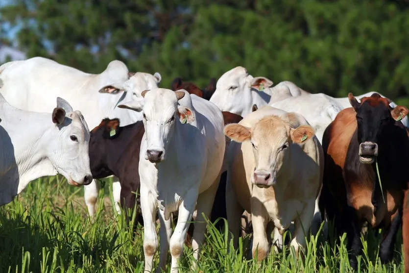 PR conquista certificação de área livre de febre aftosa