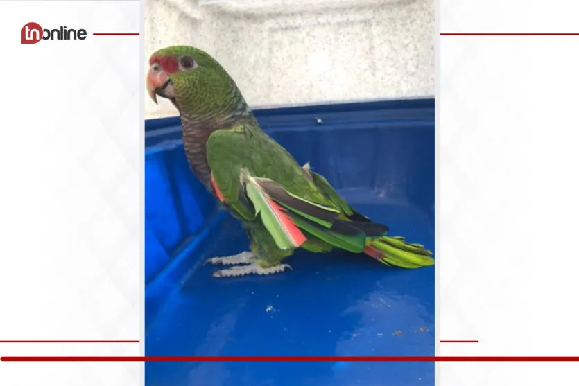 Papagaio em extinção é resgatado no Paraná