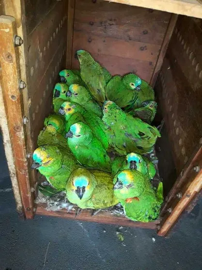 Papagaios feridos após tempestade seguem para tratamento