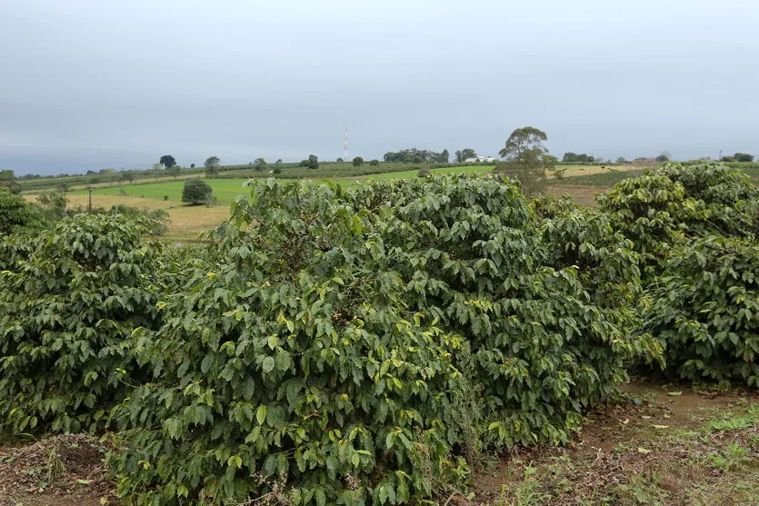 Paraná emite alerta de geada para a região cafeeira