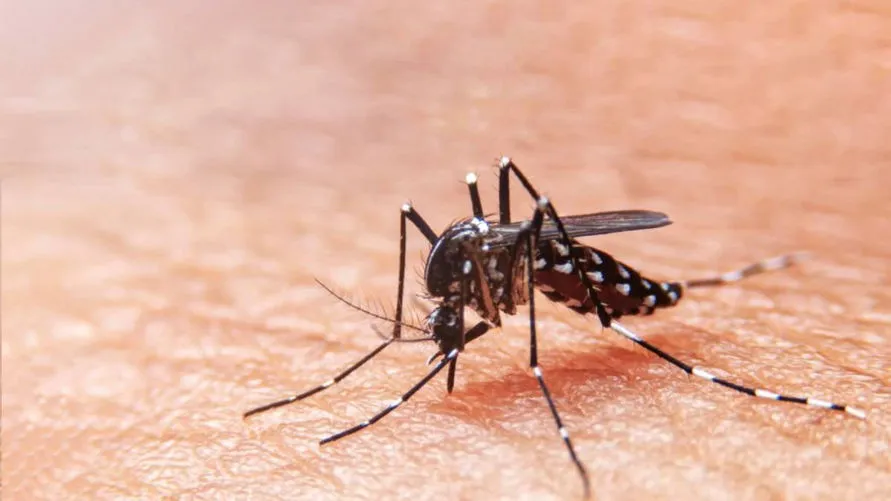 Paraná registra 24.365 casos no de dengue