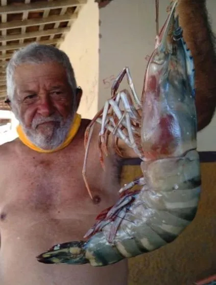 Pescador captura 'camarão gigante' de 50 cm