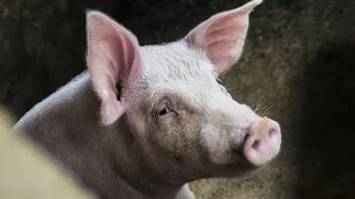 Porcos são furtados pela cerca de propriedade na região