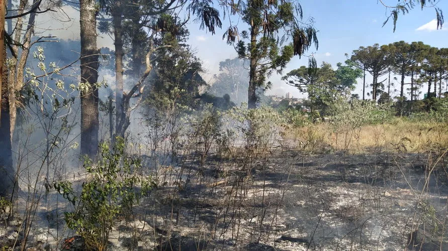 Princípio de incêndio invade área de araucárias em Apucarana