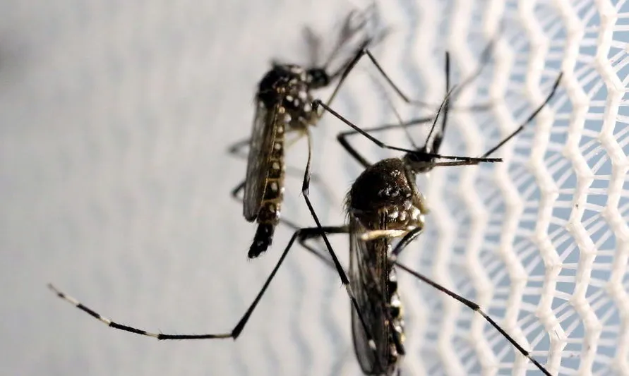 Quem já teve dengue têm mais riscos de desenvolver sintomas