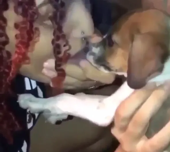 Vídeo: Influencer força cachorro inalar fumaça de maconha