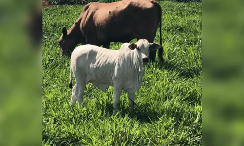 Adapar identifica foco de raiva em Marilândia do Sul